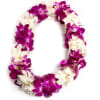 Purple and white orchid lei arranged in a loop