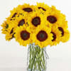  Pet Friendly?
Yes Sunflowers are generally considered non-toxic to both cats and