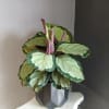 Potted calathea plant with variegated green leaves in a dark geometric pot