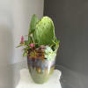 Paddle Cactus mixed with succulents in a green pot.