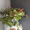 Green and pink plant in a white pot