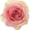 Single open pink rose bloom with cream-tinted outer petals, shown from above