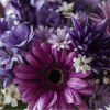 Bouquet of purple and pink daisies with small white filler flowers