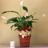 peace lily plant 