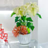 The star-shaped blooms of the poinsettia plant are an enduring symbol of