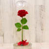  Replica design of the beauty and the beast roses 
The best