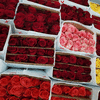 Boxes of red, pink, and yellow roses arranged in rows