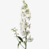 Tall stem of white delphinium flowers with a few green buds