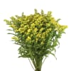Bunch of small yellow filler flowers on long stems.