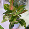 Potted plant with variegated green and pink leaves in a white pot