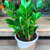 Potted green houseplant in a white and beige container