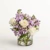  Pet Friendly?
Yes Exact blooms unknown; keep out of reach of curious