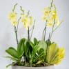 Yellow orchids in a gray bowl planter with broad green leaves