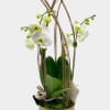 White orchids in a gold cylindrical container with tall decorative sticks