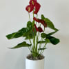 Red anthurium plant in a white pot