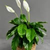 Lush peace lily with glossy green leaves and upright white blooms in