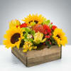  Pet Friendly?
NO . While roses and sunflowers are generally non-toxic, the