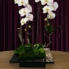 White orchids arranged on tall branches in a black base