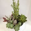 Succulent arrangement in a white bowl planter with rocks