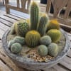 Potted cactus arrangement in a shallow round concrete planter