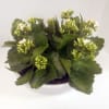 Potted succulent plant with thick green leaves and small white flowers