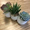 Three small potted succulents in white ceramic pots on a wooden surface
