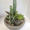Potted cactus and succulent arrangement in a round gray planter