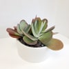 Potted succulent arrangement in a white bowl with black stones
