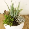 Succulent arrangement in a white bowl planter