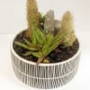 Potted succulent arrangement with two small cacti in a striped ceramic bowl