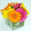 Bright gerbera daisies in a clear square vase