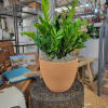 Potted green plant in a terracotta container