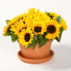Pot of bright yellow sunflowers in a terracotta planter