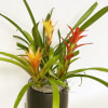Potted bromeliad plants with orange and yellow blooms