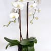 White orchid plant in a black pot with tall support stakes