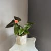 pink anthurium in a white pot