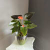 pink anthurium in a green pot