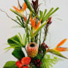 Tropical arrangement with orange birds of paradise, protea, and roses in a low black container