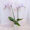 Potted orchid with pale pink blooms in a white pot