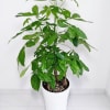 A magnificent and tall Money Tree standing elegantly in a premium high-gloss