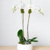 White orchids in a white pot with succulents and moss