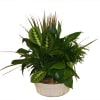 Potted green houseplant arrangement in a white ceramic planter