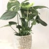 Perfect for your space! Medium size monstera deliciosa tropical plant. 20&rdquo; tall