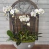 White orchids arranged in a gray bowl with branches and mixed foliage
