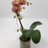 Potted orchid with speckled pink blooms in a glass container