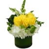 Bright yellow roses clustered above a collar of white hydrangeas create an