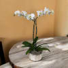 Two graceful arching stems of white Phalaenopsis orchids create a calm, elegant