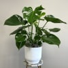 A beautiful potted Monstera plant makes the perfect gift for any occasion!
