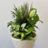 Elevate the ambiance of your home or office with our magnificent Dish