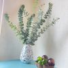 A large bunch of eucalyptus in a vase